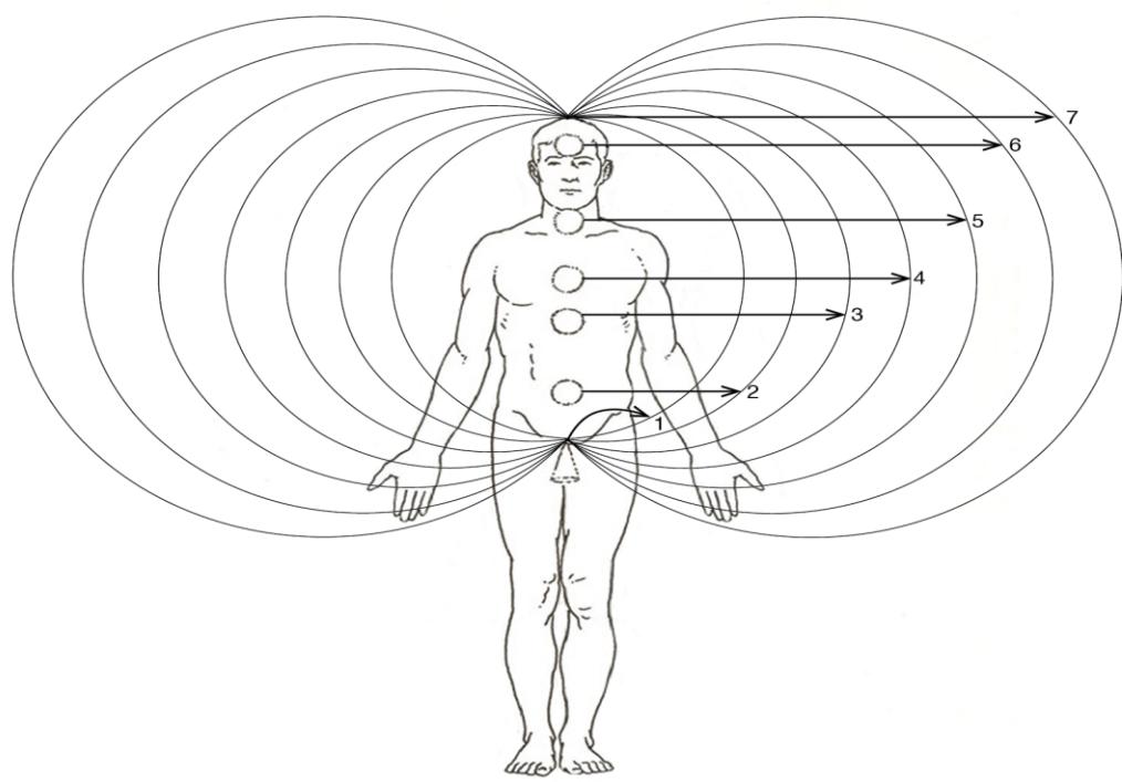 Universal Torus-Shaped Fields and Dynamic