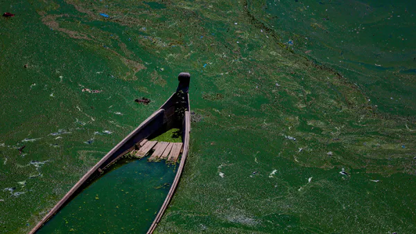 Ecological Collapse and Hypereutrophication in Lake Patzcuaro