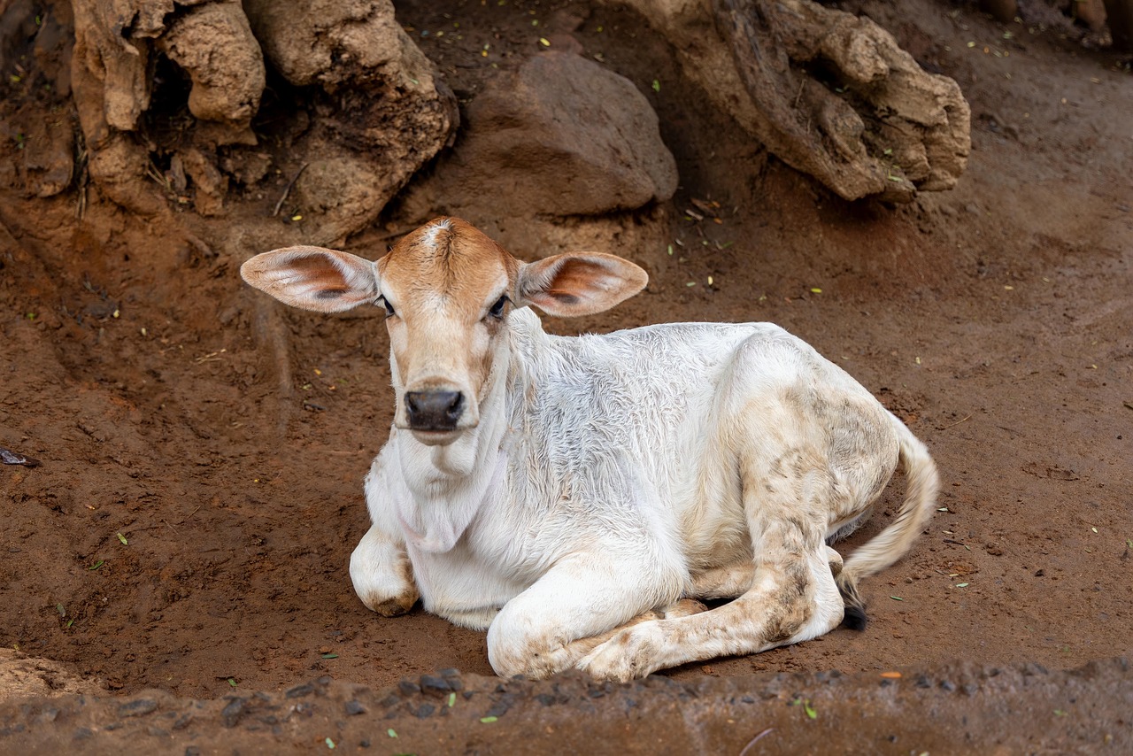 Determinants of Financial Literacy and its Effect on Financial Wellbeing-A Study on Young  Population