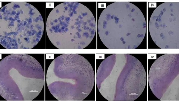 Effect of the Intravaginal Inoculation of Phytobiotics in a Murine Experimental Model