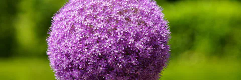 Evaluation of the Results of Introduction Work on the Example of Rare Species Allium Giganteum Regel, A. Isakulii  R. M. Fritsch and  F. O. Khass