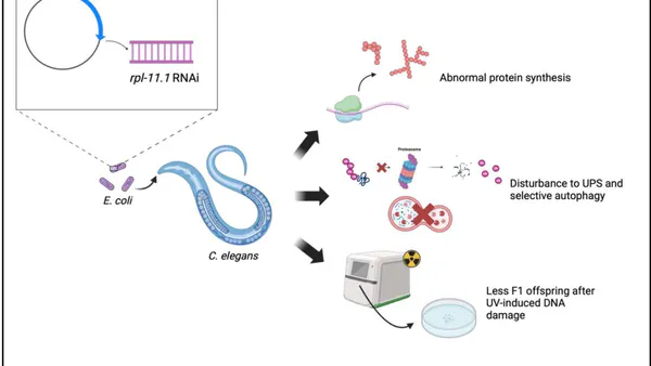 rpl-11.1 Knockdown Disturbs Translation Machinery and Proteostasis in Caenorhabditis Elegans