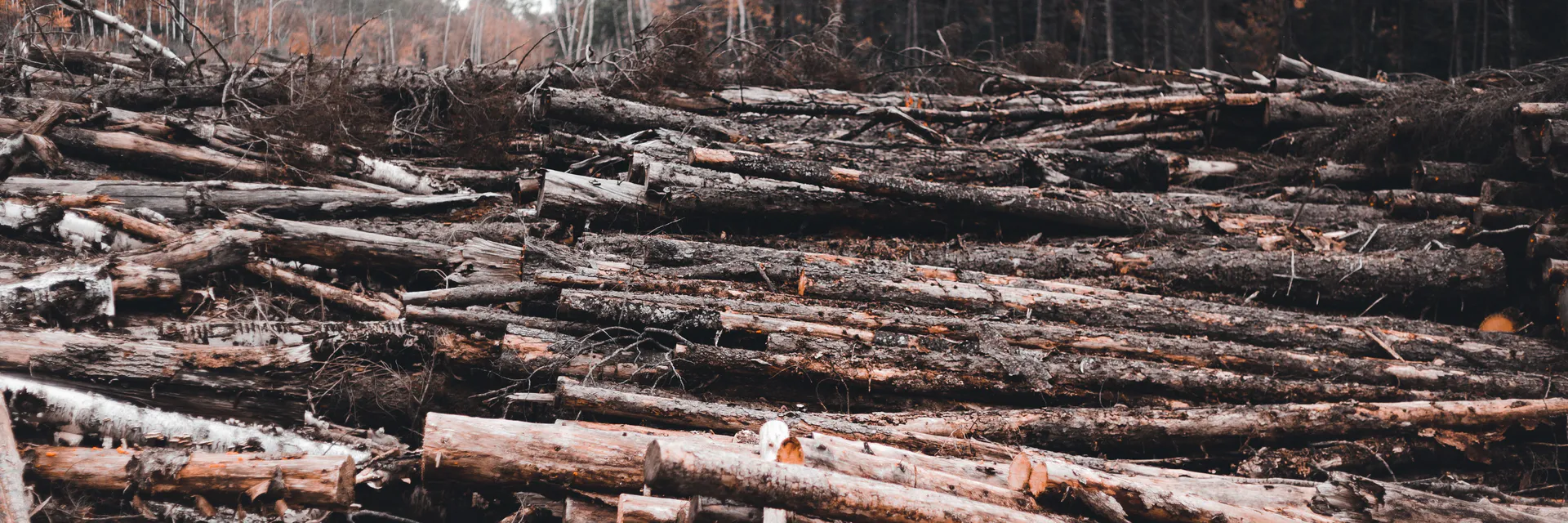Deforestation in Nigeria: The Causes, Impact and Management Strategies Banner