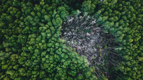 Deforestation in Nigeria: The Causes, Impact and Management Strategies