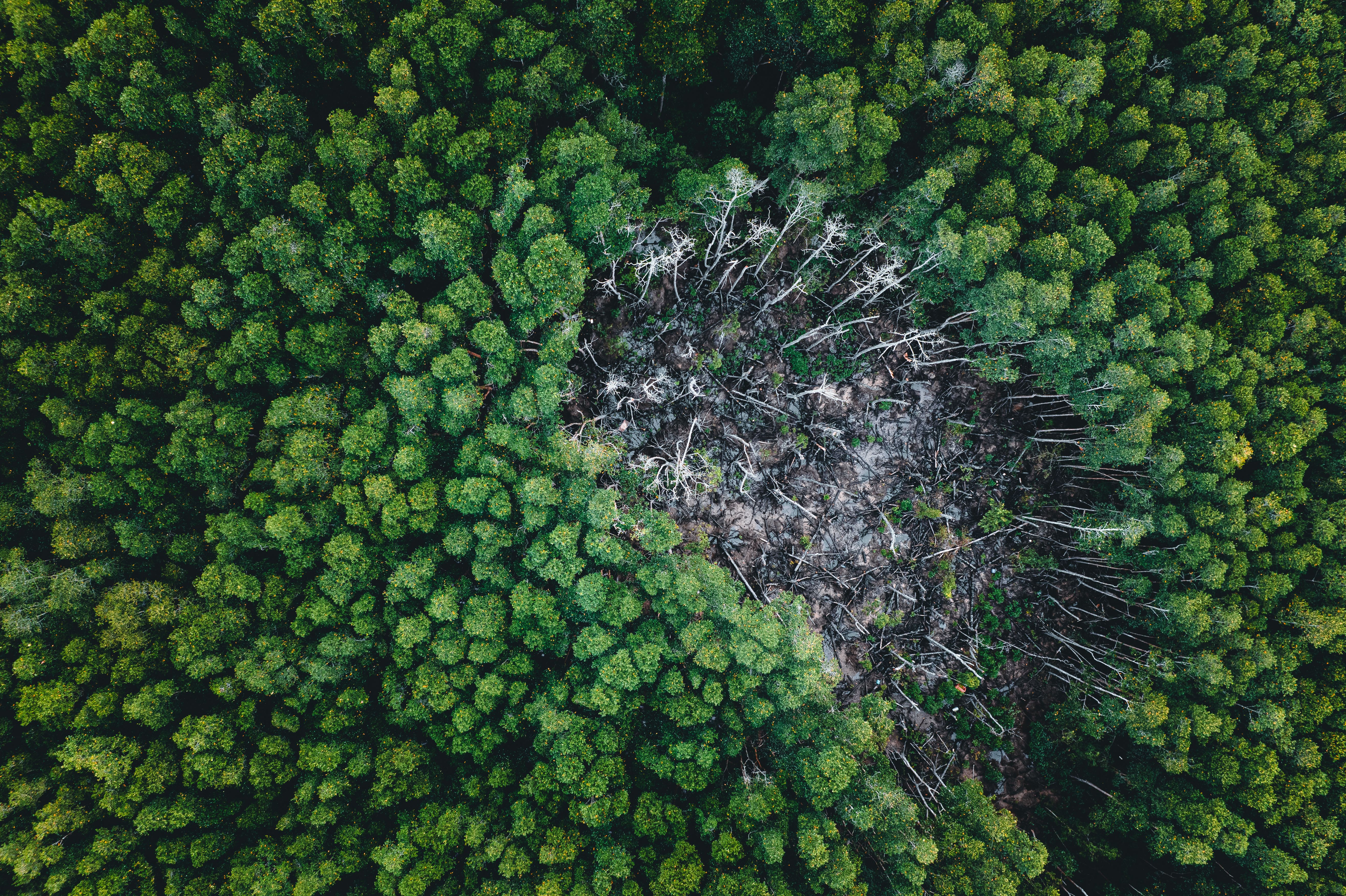 Deforestation in Nigeria: The Causes, Impact and Management Strategies