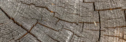 Wood Density Variations of Tropical Trees Differing in Shade-Tolerance and Leaf Phenology of the Congo Basin