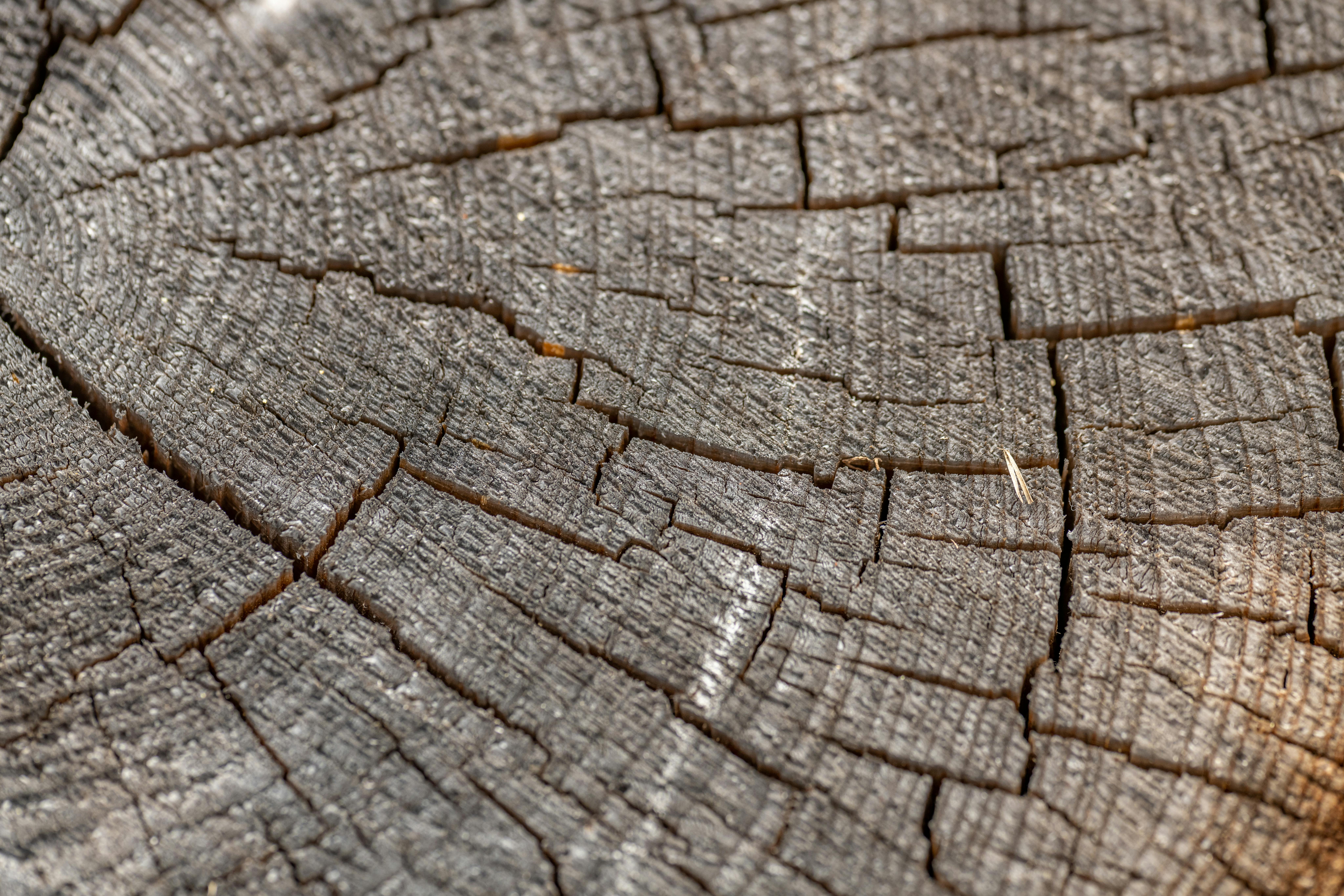 Wood Density Variations of Tropical Trees Differing in Shade-Tolerance and Leaf Phenology of the Congo Basin