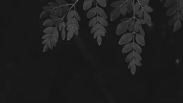 Nutritional values and varietal characteristics of two Moringa oleifera Lam. morphotypes from Chad