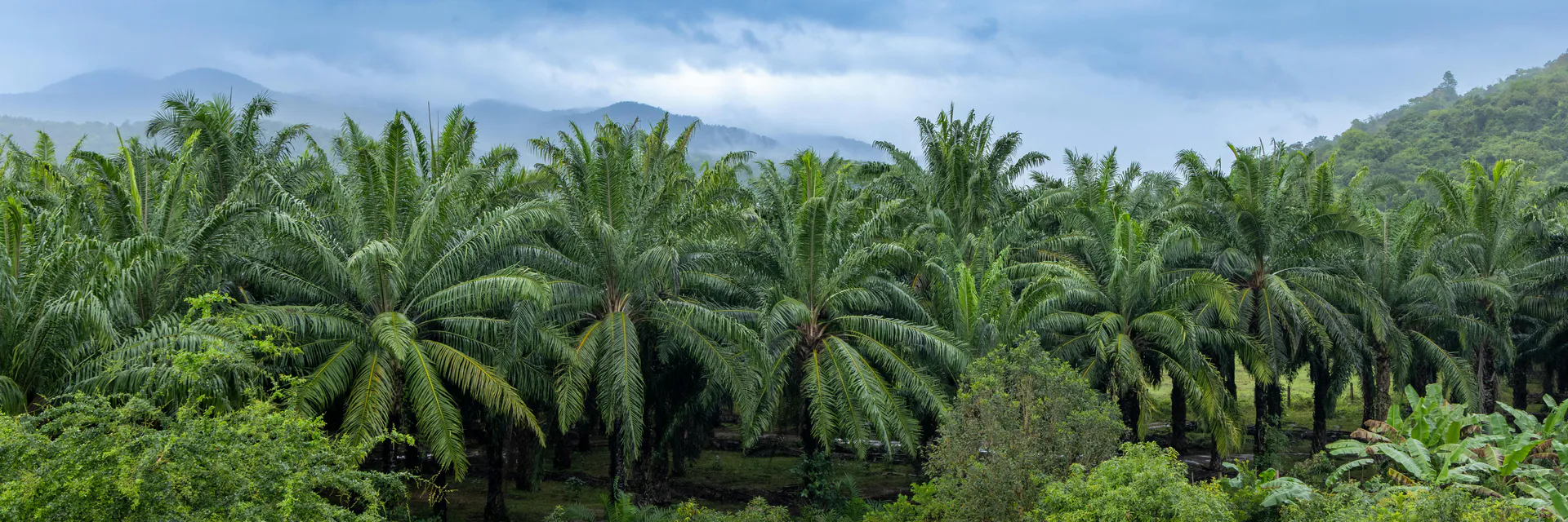 Investigation of Major Diseases and Pests of Coconut and Areca Palm in Wenchang City Banner