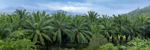 Investigation of Major Diseases and Pests of Coconut and Areca Palm in Wenchang City