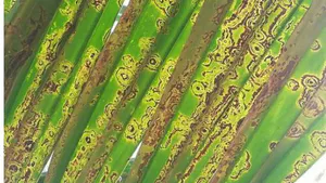 Investigation of Major Diseases and Pests of Coconut and Areca Palm in Wenchang City
