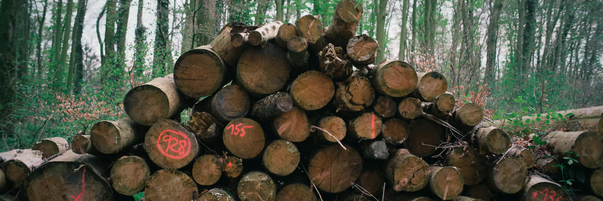 Formal Institutions along the Timber Value Chain in Liwale and Ruangwa Districts, Tanzania Banner