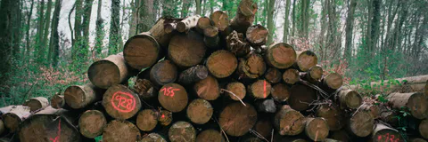 Formal Institutions along the Timber Value Chain in Liwale and Ruangwa Districts, Tanzania