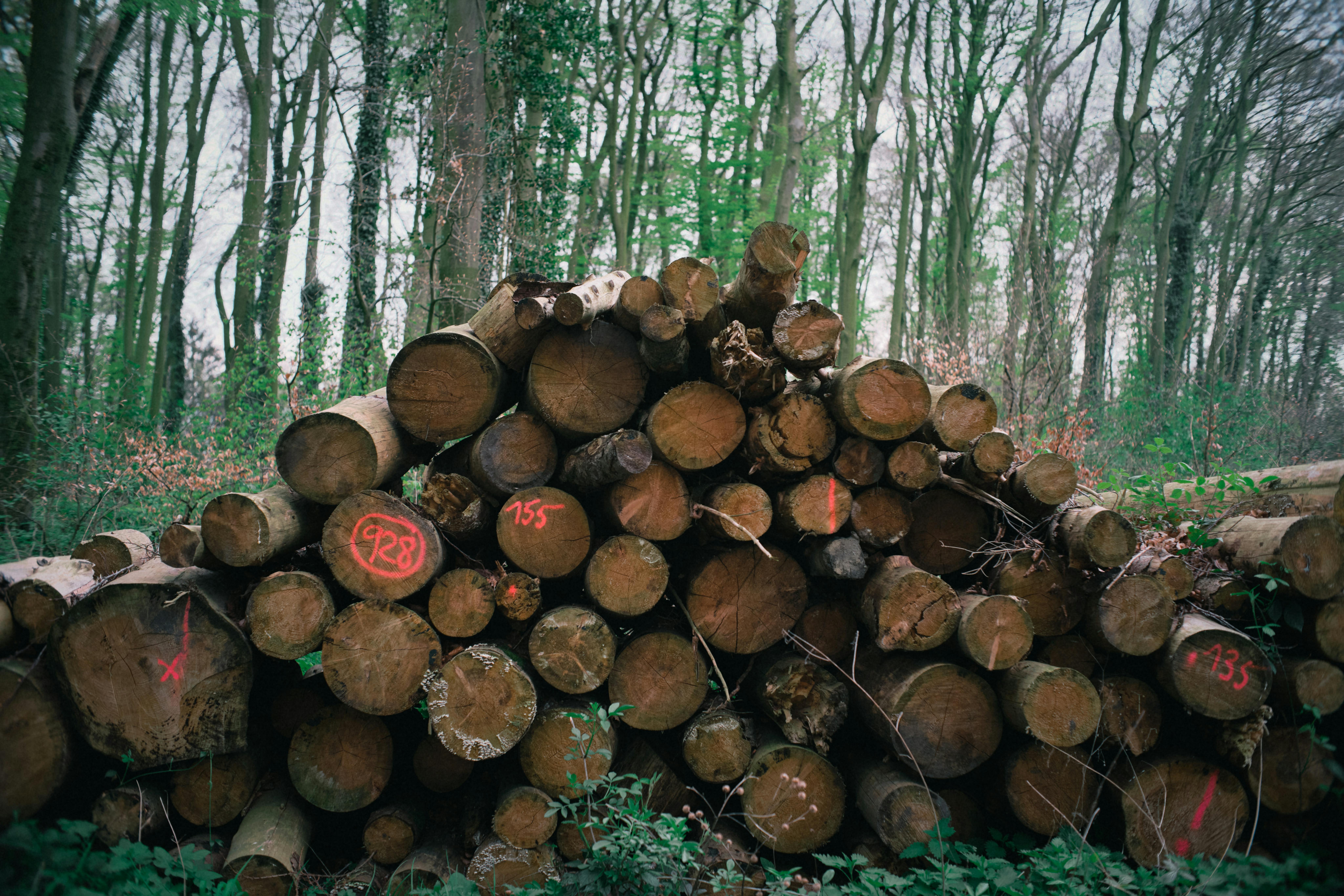 Formal Institutions along the Timber Value Chain in Liwale and Ruangwa Districts, Tanzania