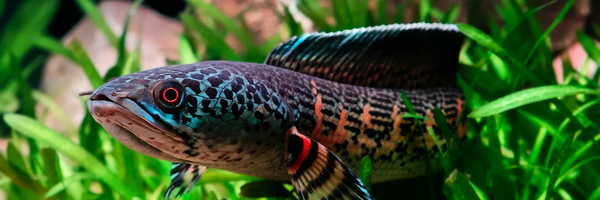 Effects on DNA and antioxidant system of Anabas Testudineus on Experimental Exposure to a Sublethal Concentration of Methylmercury Banner
