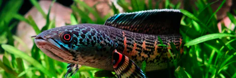 Effects on DNA and antioxidant system of Anabas Testudineus on Experimental Exposure to a Sublethal Concentration of Methylmercury