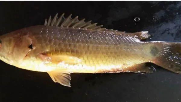 Effects on DNA and antioxidant system of Anabas Testudineus on Experimental Exposure to a Sublethal Concentration of Methylmercury
