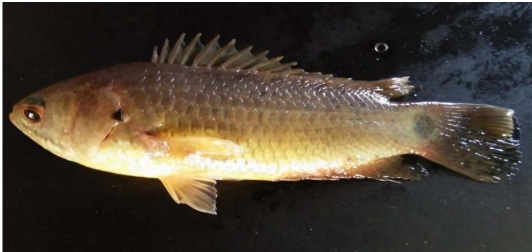 Effects on DNA and antioxidant system of Anabas Testudineus on Experimental Exposure to a Sublethal Concentration of Methylmercury