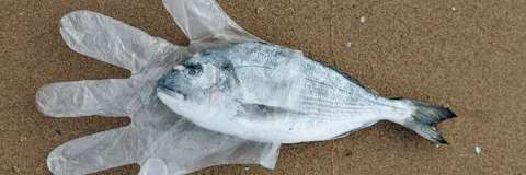 Effect of Sub Lethal Cadmium Concentrations on Serum Biochemical Parameters in Seabream (Sparusaurata) Fingerlings