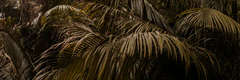 Appraisal of Covid-19 on Forest Resources and Extension Approaches Towards Sustainable Rural Livelihood