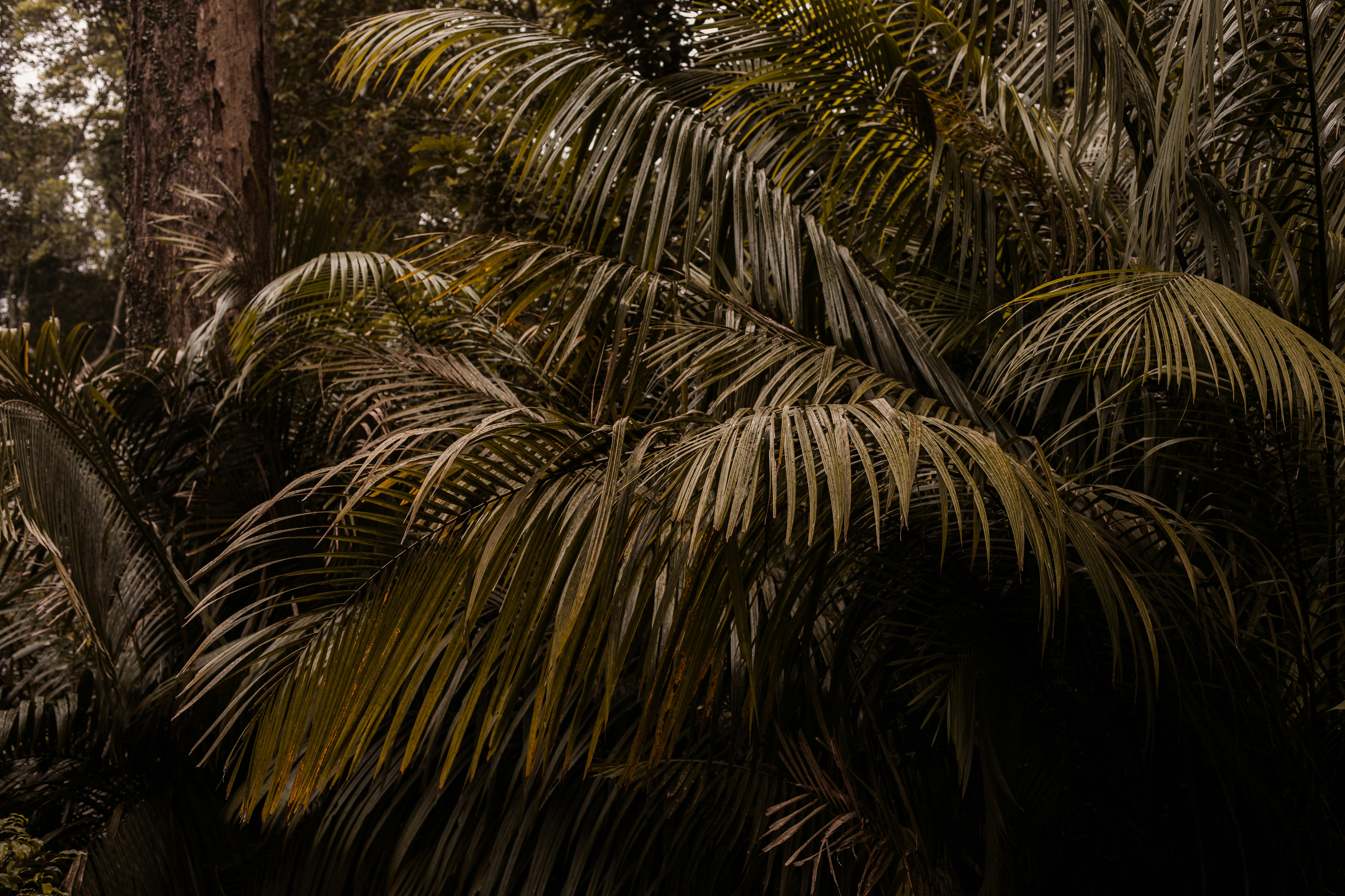 Appraisal of Covid-19 on Forest Resources and Extension Approaches Towards Sustainable Rural Livelihood