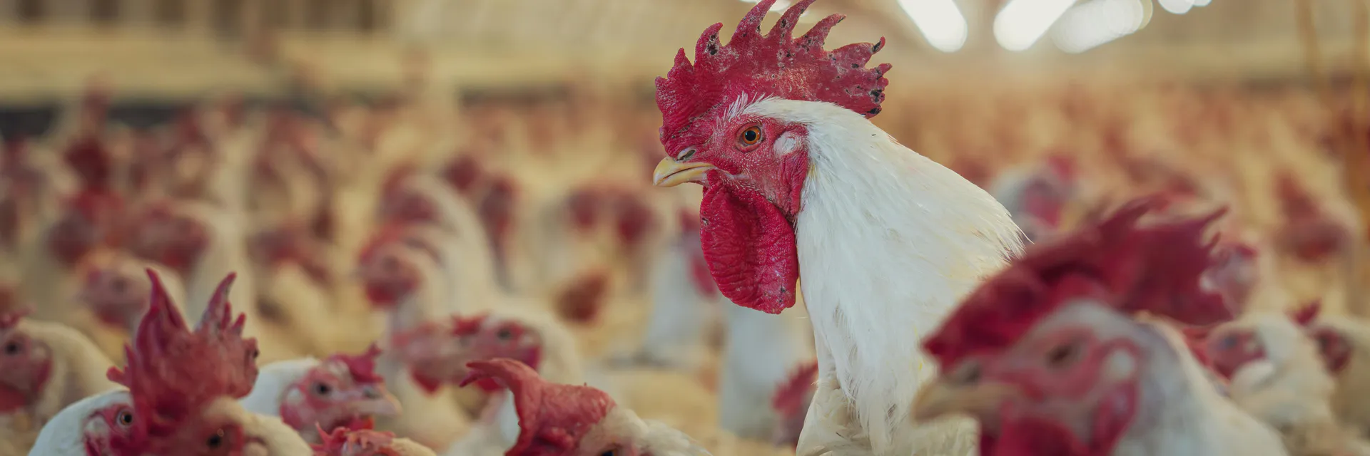Evaluation of Polyherbal Formulation at Different Dose Levels on Egg Production and Egg Quality Parameters in White Leghorn layers fed with High Energy Diets Banner