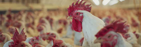 Evaluation of Polyherbal Formulation at Different Dose Levels on Egg Production and Egg Quality Parameters in White Leghorn layers fed with High Energy Diets