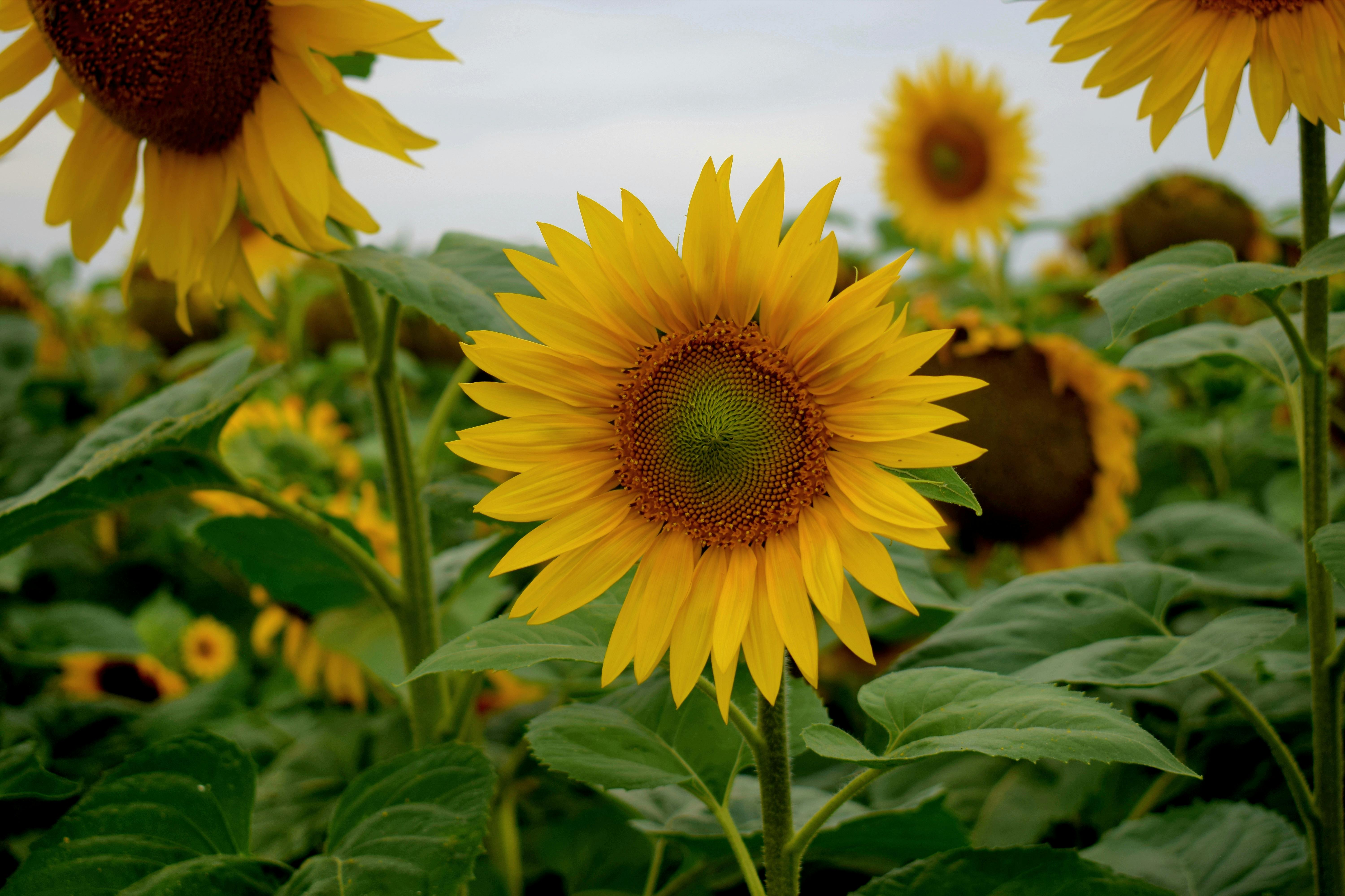 Links of Terrestrial Volcanic Eruptions to Solar Activity and Solar Magnetic Field