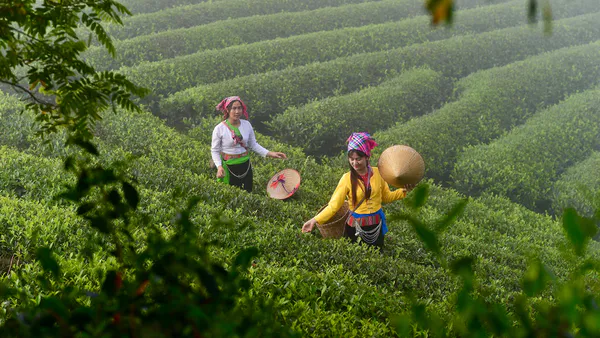 Translating Tea-related Intangible Cultural Heritage Terminology for Heritage Communication: A Case Study of Tea Cultural Landscapes in Tea: Questions and Answers