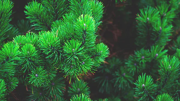 Techniques for Predicting the Collapse of Branching Patterns and Generation of Branching Patterns in Natural Populations and Artificial Populations