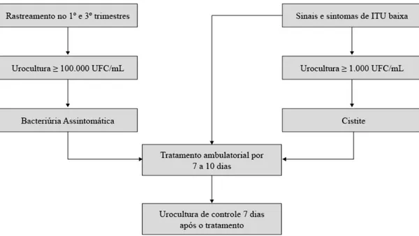 Urinary Tract Infections During Pregnancy: Prevalence, Risks and Treatment