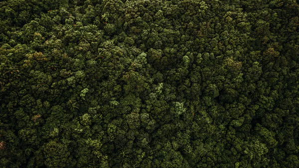 Amazon and Brazilian Foreign Policy: Analysis of Deforestation Index in the Lula and Bolsonaro Governments