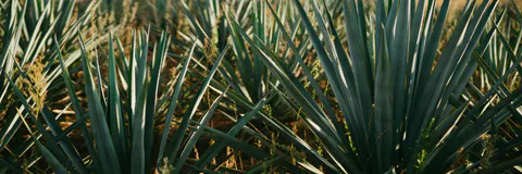 The Consumption of Intoxicating Beverages and the Therapeutic Models for their Treatment in Mexico