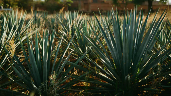 The Consumption of Intoxicating Beverages and the Therapeutic Models for their Treatment in Mexico
