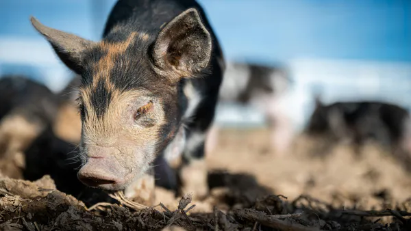 How to Grow and Survive without Zinc Oxide in Pig Production? A Comparative Study with STODI