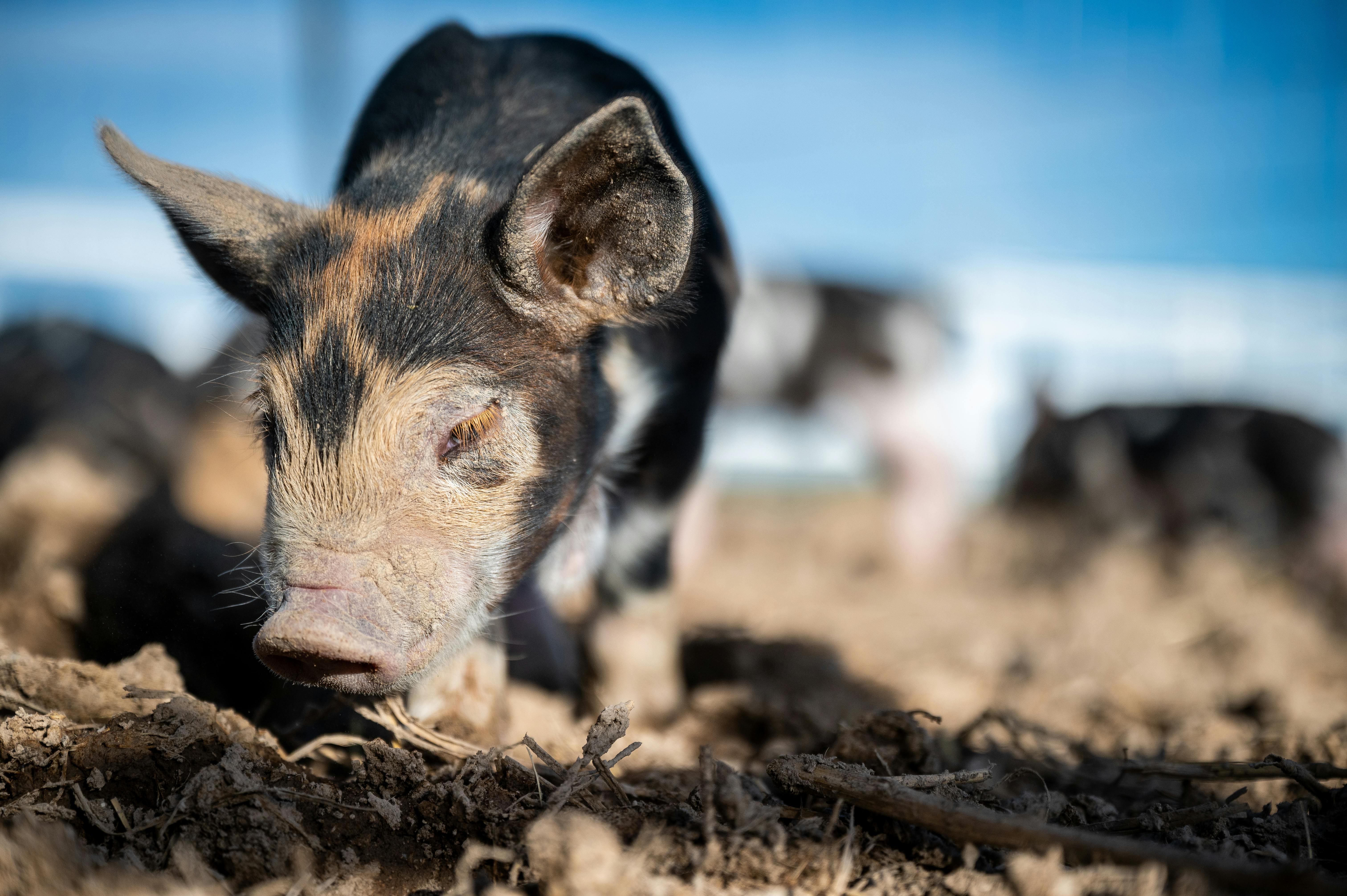 How to Grow and Survive without Zinc Oxide in Pig Production? A Comparative Study with STODI