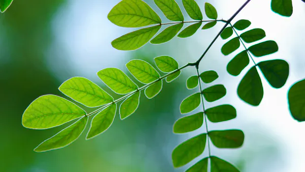 Antihyperlipidemic Property of a Dietary Supplement of Moringa Oleifera Leaves and Pleurotus Ostreatus in Wistar Rats Stressed by Combination of Ethanol-Paracetamol.