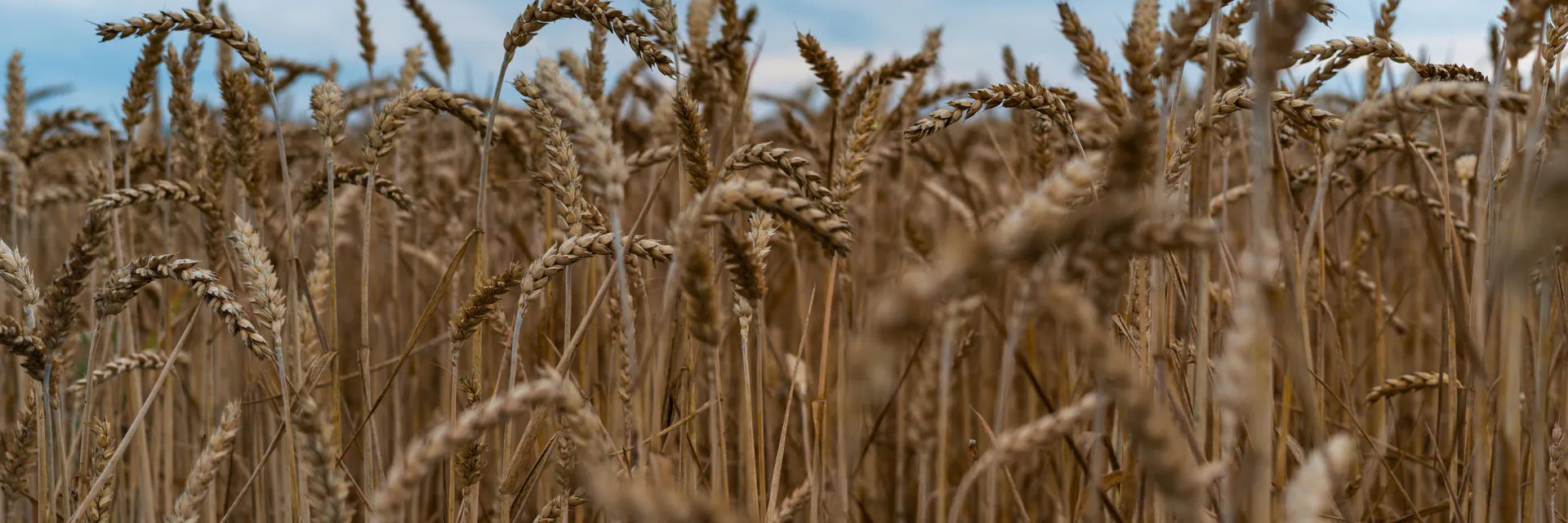 The Modified Richardos Equation for Assessing the Impact of Drought and Salinity in Arid and Semi-Arid Zones. Part Two A Soil Hydraulic Capacitance Banner