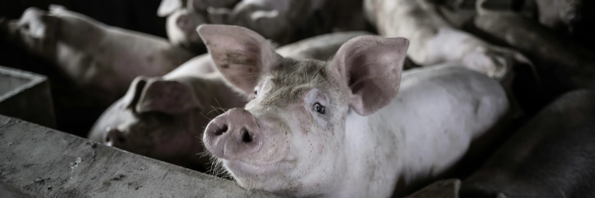 Perspective article: Challenges Toward Developing African Swine Fever Virus Vaccine Banner
