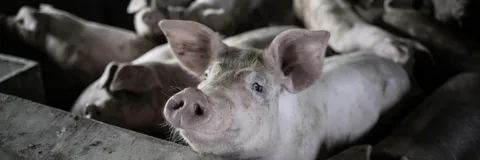 Perspective article: Challenges Toward Developing African Swine Fever Virus Vaccine