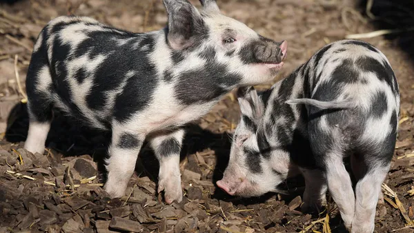 Perspective article: Challenges Toward Developing African Swine Fever Virus Vaccine