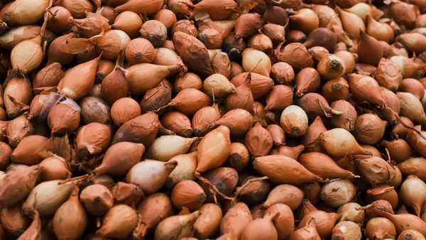 La culture maraîchère porteuse et levier de développement socio-économique du district de Betroka dans la région Anosy de Madagascar (cas de l’oignon)