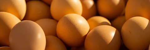A Comparative Study of the Production Performance and Management of Cobb 500 Broiler Parent Stock among Three Renowned Farms of Chattogram.