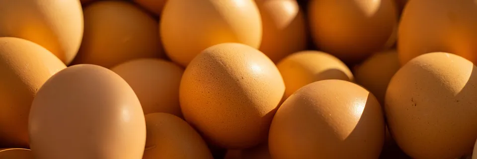 A Comparative Study of the Production Performance and Management of Cobb 500 Broiler Parent Stock among Three Renowned Farms of Chattogram. Banner