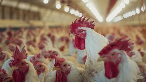 A Comparative Study of the Production Performance and Management of Cobb 500 Broiler Parent Stock among Three Renowned Farms of Chattogram.