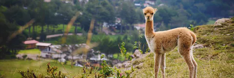 The Failure of the Extraactivist Welfare Model and the Cycle of the Latin American Left