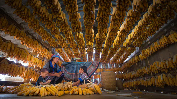 Systematic Review of the Literature on Family Farming and the Social and Solidarity Economy in Brazil and Latin America
