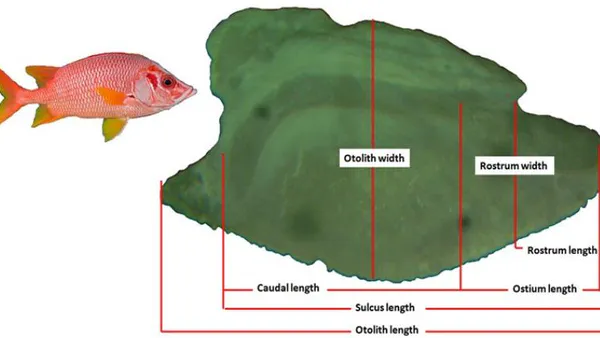 Relationship between Fish Length and otolith Shape of Sargocentron spiniferum (Forsskål, 1775  from Shalatin, Red Sea, Egypt
