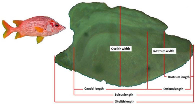 Relationship between Fish Length and otolith Shape of Sargocentron spiniferum (Forsskål, 1775  from Shalatin, Red Sea, Egypt