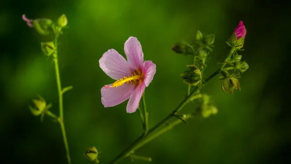 Response of Jute Mallow (Corchorus Olitorus) to Varying Levels of Cow Dung and NPK Application